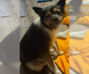 Millie (AL) - Female Chihuahua-Unknown Mix Dog for Adoption - Photo #4
