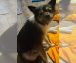 Small Photo #4 Chihuahua-Unknown Mix Puppy For Sale in New York, NY, USA