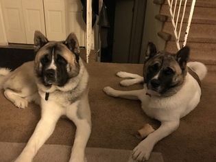 Father of the Akita puppies born on 06/01/2017
