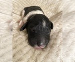 Small Photo #5 Labradoodle Puppy For Sale in SANTA MARIA, CA, USA