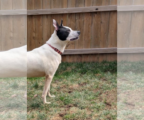 Medium Photo #13 Mutt Puppy For Sale in Holly Springs, NC, USA