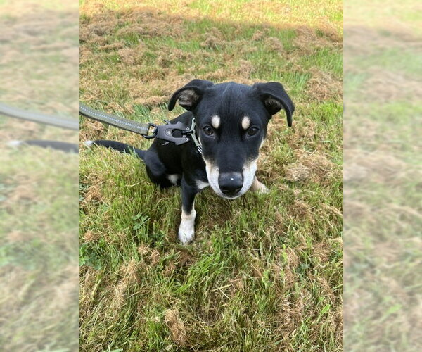 Medium Photo #3 Mutt Puppy For Sale in Bandera, TX, USA