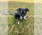 Small #2 Mutt