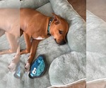 Small American Pit Bull Terrier Mix
