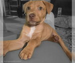 Small #10 American Staffordshire Terrier-Rhodesian Ridgeback Mix
