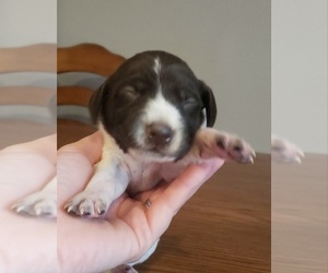 German Shorthaired Pointer Puppy for sale in SYMSONIA, KY, USA