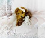 Small Photo #10 Poodle (Toy) Puppy For Sale in THONOTOSASSA, FL, USA