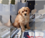 Small Photo #1 Goldendoodle (Miniature) Puppy For Sale in MILWAUKEE, WI, USA