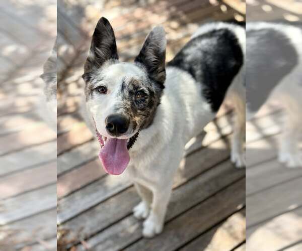 Medium Photo #2 Mutt Puppy For Sale in Paso Robles, CA, USA