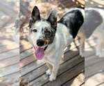 Small #1 Mutt