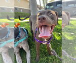Small #3 Staffordshire Bull Terrier