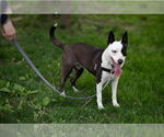 Small #3 Mutt