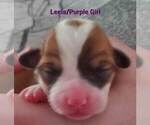 Small Photo #12 Pembroke Welsh Corgi Puppy For Sale in KINGMAN, AZ, USA