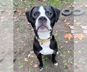 Boxer-Unknown Mix Dogs for adoption in Brooklyn Center, MN, USA