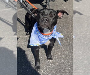 Labrador Retriever-Unknown Mix Dogs for adoption in Mount Laurel, NJ, USA