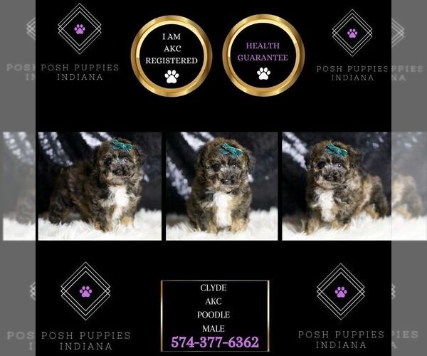 Medium Photo #48 Poodle (Toy) Puppy For Sale in WARSAW, IN, USA