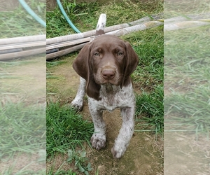 German Shorthaired Pointer Puppy for sale in HARMONY, PA, USA