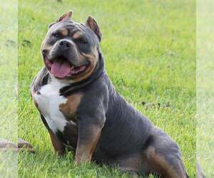 Father of the American Bully puppies born on 03/05/2021