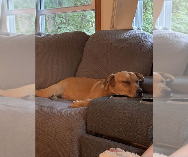 Medium Photo #2 Golden Labrador Puppy For Sale in Brewster, NY, USA