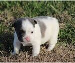 Small Photo #28 French Bulldog Puppy For Sale in PEMBROKE PINES, FL, USA