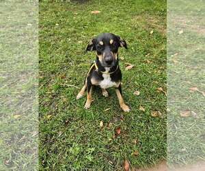 Labrador Retriever-Mountain Cur Mix Dogs for adoption in Crystal, MN, USA