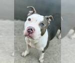 Small #1 American Pit Bull Terrier Mix