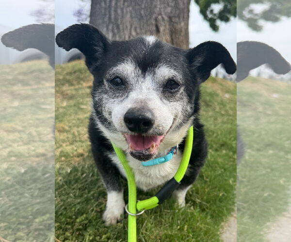 Medium Photo #2 Chihuahua Puppy For Sale in Newport Beach, CA, USA