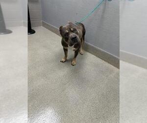 Mutt Dogs for adoption in Las Vegas, NV, USA