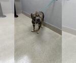 *LEAF - Male Mutt Dog for Adoption - Small photo