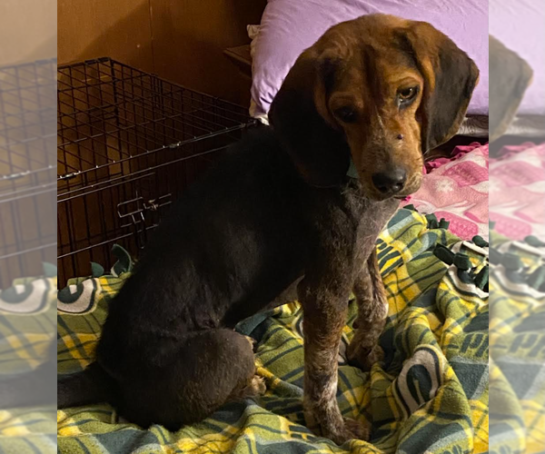 Medium Photo #4 Beagle-Unknown Mix Puppy For Sale in Brooklyn Center, MN, USA