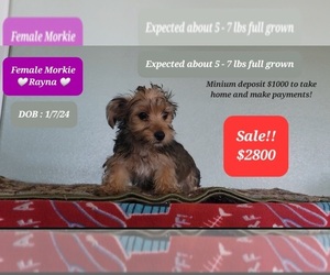 Morkie Puppy for Sale in TUCSON, Arizona USA