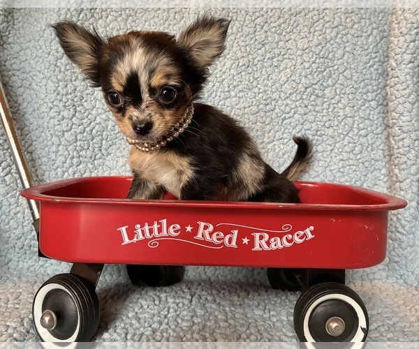 Medium Photo #1 Chihuahua Puppy For Sale in NEWVILLE, PA, USA