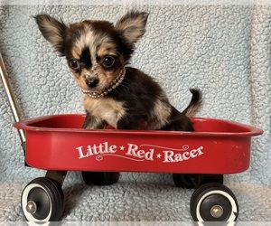 Chihuahua Puppy for Sale in NEWVILLE, Pennsylvania USA