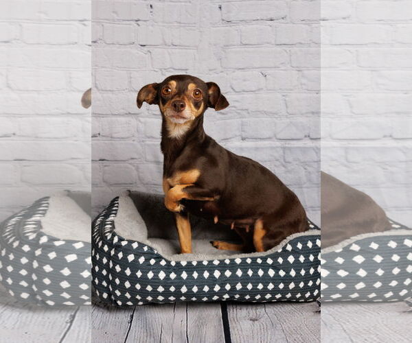 Medium Photo #6 Miniature Pinscher-Unknown Mix Puppy For Sale in McKinney, TX, USA