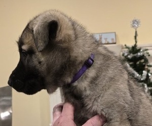 Medium Alaskan Malamute-Mastiff Mix