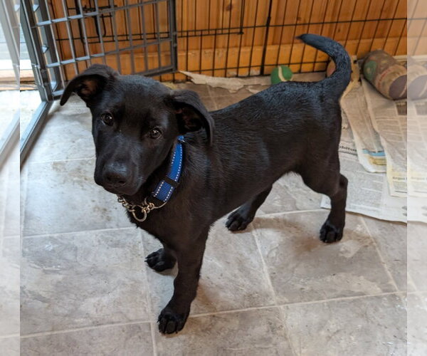 Medium Photo #2 Border-Aussie Puppy For Sale in Des Moines, IA, USA