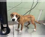 Small American Foxhound Mix