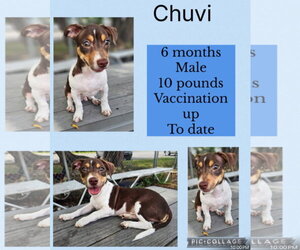 Mutt Dogs for adoption in Virginia Beach, VA, USA