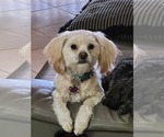 Small Photo #1 Lhasa Apso Puppy For Sale in PHOENIX, AZ, USA