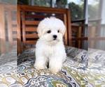Peanut - Male Mal-Shi Puppy for Sale - Photo #3