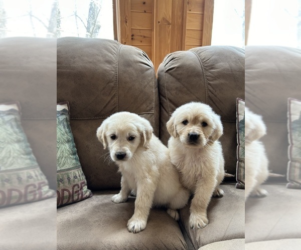 Medium Photo #1 Goldendoodle Puppy For Sale in HIAWASSEE, GA, USA