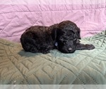 Puppy Periwinkle blue Saint Berdoodle