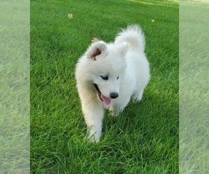 Samoyed Puppy for sale in PINON HILLS, CA, USA