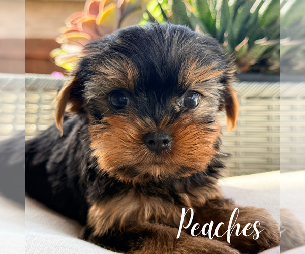 Medium Photo #3 Yorkshire Terrier Puppy For Sale in ADDISON, IL, USA