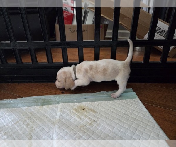 Medium Photo #9 Basset Hound Puppy For Sale in PORTLAND, TN, USA