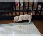 Small #8 Basset Hound