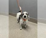 Small Mutt
