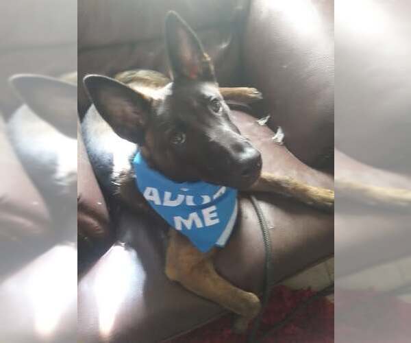 Medium Photo #1 Mutt Puppy For Sale in Stevens Point, WI, USA