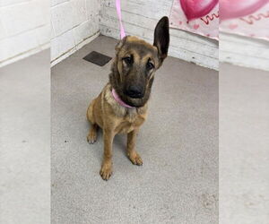 German Shepherd Dog-Unknown Mix Dogs for adoption in San Bernardino, CA, USA