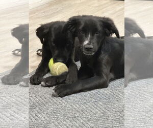Mutt Dogs for adoption in Emmett, ID, USA
